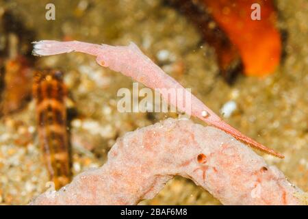 Ocellated Tozeuma shrimp (tozeuma lanceolatum) Lembeh Strait, Indonesia Stock Photo