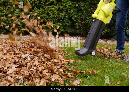 Autumn work in the garden. Scraping the leaves with the help of a blower. Stock Photo