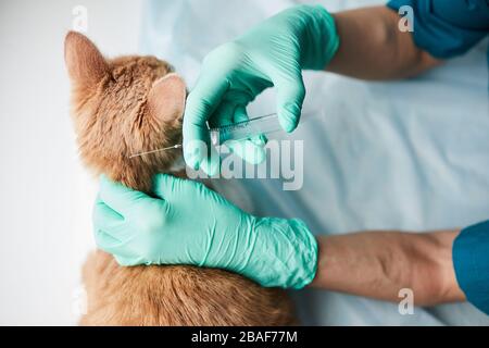 Close-up of vet doctor in protective gloves making an vaccination to domestic cat before summer season Stock Photo