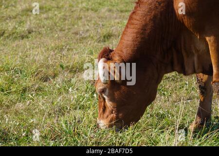 Close-up on the head of a cow grazing in a pasture. Stock Photo
