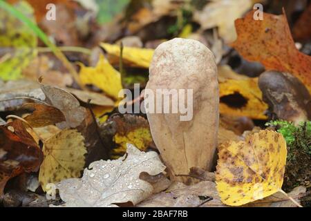 Clavariadelphus pistillaris, known as Giant Club fungus, considered  functional food due to its high antioxidant activity Stock Photo