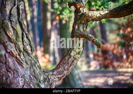 Tree trunk of Pine forest. Nature green wood sunlight backgrounds. Selective focus. Stock Photo