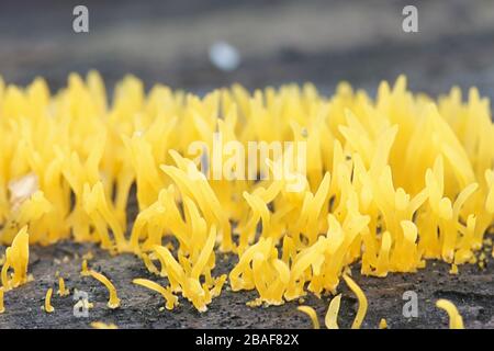 Calocera cornea, known as the Small Stagshorn fungus, wild mushroom from Finland Stock Photo