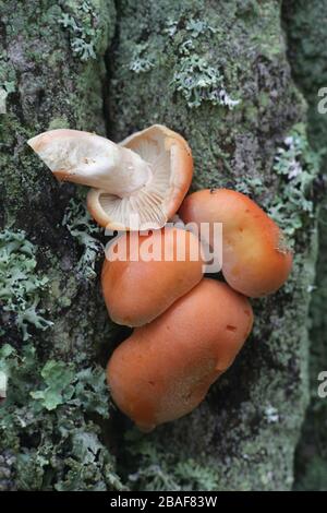 Hypholoma lateritium, known as brick cap or brick tuft, wild edible mushroom from Finland Stock Photo