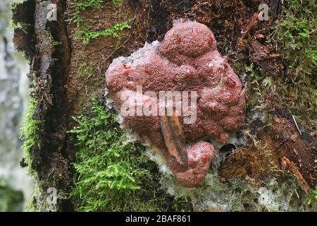 Brefeldia maxima, known as the tapioca slime mold, climbing a birch tree in Finland