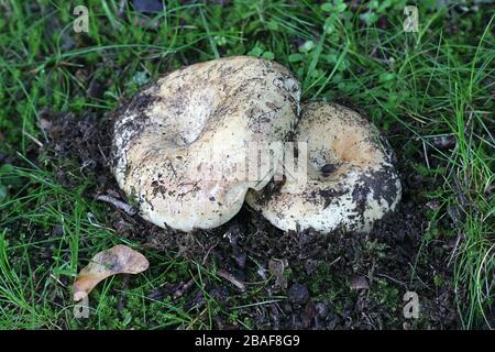 Russula chloroides (Russula delica var. chloroides), known as Blue Band Brittlegill, wild mushrooms  from Finland Stock Photo