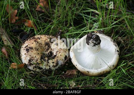 Russula chloroides (Russula delica var. chloroides), known as Blue Band Brittlegill, wild mushrooms  from Finland Stock Photo