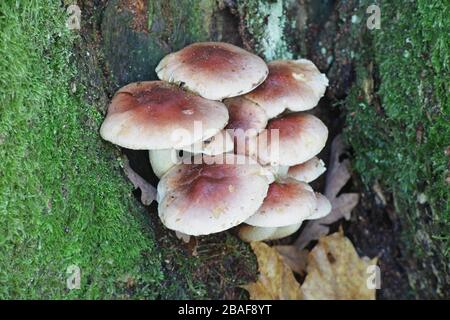 Hypholoma lateritium, known as bricktuft or brick cap mushroom, wild edible fungus from Finland Stock Photo