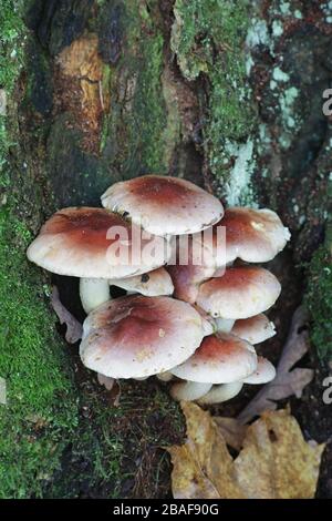 Hypholoma lateritium, known as bricktuft or brick cap mushroom, wild edible fungus from Finland Stock Photo