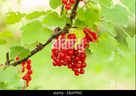 Closeup of ripe fruits of red currant hanging on a shrub Stock Photo