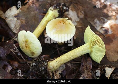 Tricholoma sulphureum, known as sulphur knight or gas agaric, inedible mushrooms from Finland Stock Photo