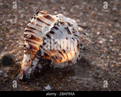 A striped seashell glowing in the wet sand of the Sea of Cortez in Santo Tomas, Mexico just south of Rocky Point. Stock Photo