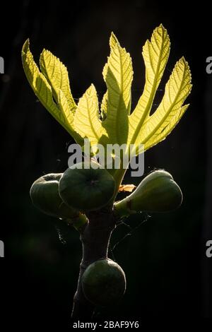 A branch of a ficus tree (Ficus carica) in spring Stock Photo