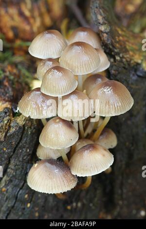 Mycena inclinata, known as the clustered bonnet or the oak-stump bonnet cap, mushrooms from Finland Stock Photo
