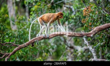 Proboscis Monkey (female) on a tree in the wild green rainforest on Borneo Island. The proboscis monkey (Nasalis larvatus) or long-nosed monkey, known Stock Photo