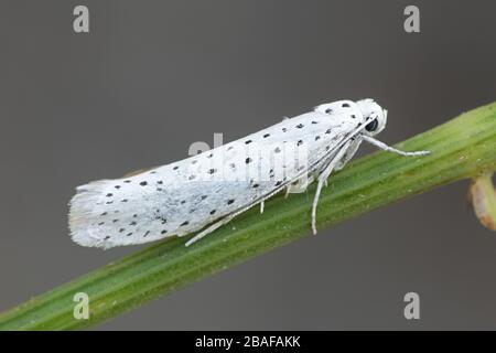 Yponomeuta evonymella, known as the bird-cherry ermine, moth from Finland Stock Photo