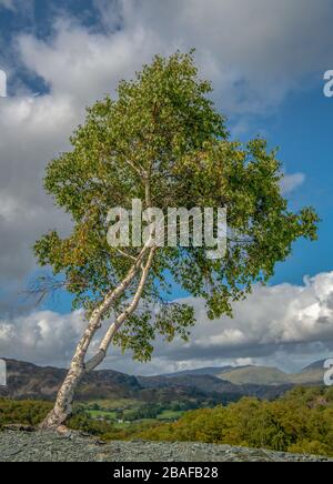 Silver birch tree in spring foliage agianst a blue sky Stock Photo