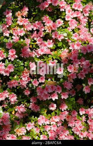Azalea japonica in bloom at spring. Suzanne's vegetable garden. Stock Photo