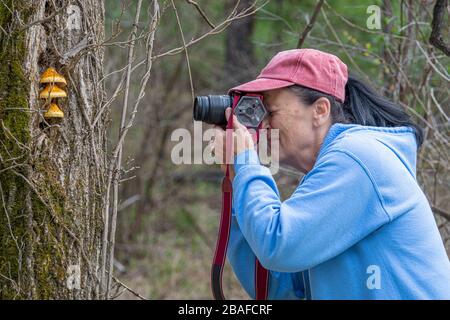 Horizontal sideview shot of a mature female photographyer photographing some unusual mushrooms growing on the trunk of a tree. Stock Photo