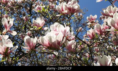 Beautiful magnolia leaves Stock Photo