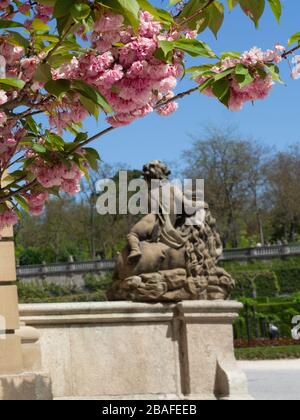 Wuerzburg, Würzburg Spring 2019 Cherry Blossom at the Residenz, a world heritage in Germany Stock Photo