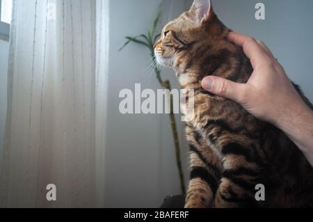 British tabby cat on the table in a calm pose a man's hand stroking it Stock Photo
