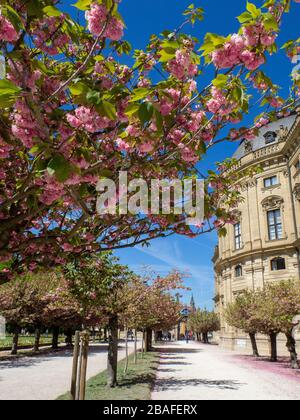 Wuerzburg, Würzburg Spring 2019 Cherry Blossom at the Residenz, a world heritage in Germany I Stock Photo