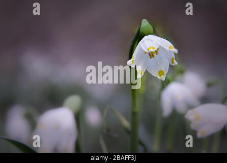 The spring is coming with beautiful white snowflake flower Stock Photo