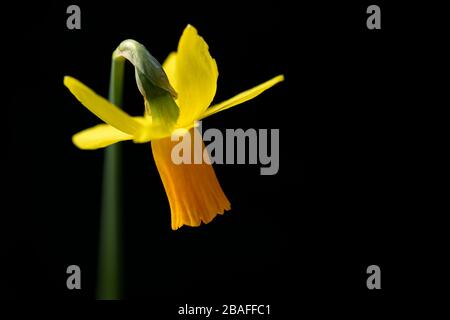 Solitary daffodil on black background. Macro closeup photography with copy space. Stock Photo