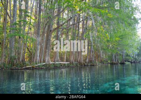Backlit cypress trees along the colorful clear water of the scenic Rainbow River. Dunnellon, Florida. Marion County travel destination. Stock Photo