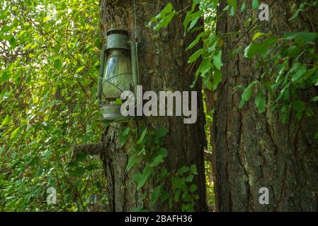 Forest landscape of old fashioned lantern hanging on a tree trunk in the forest Stock Photo