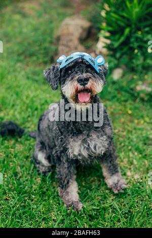 Cute Airedale Terrier dog in Easter bunny mask sitting on grass in garden. Selected focus. Stock Photo