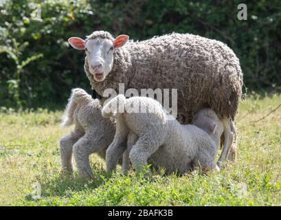 Lambs suckling, Cruz dos Madeiros, Algarve, Portugal Stock Photo