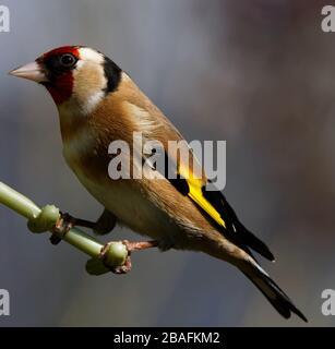 Goldfinch up close Stock Photo