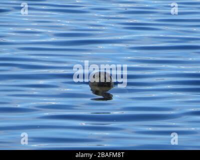 Seal swimming in deep blue water with waves and reflections , face looking into the camera , at lake of Ísafjarðardjúp fjords in westfords of Iceland Stock Photo