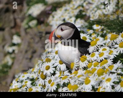 One puffin bird sitting on rock stone cliffs and green meadow with many colourful daisy flowers on a sunny summer day at Latrabjarg Westfjorde Iceland Stock Photo