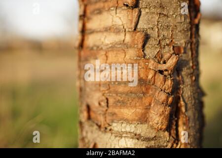 tree trunk sweet cherry tree with shabby bark. Stock Photo