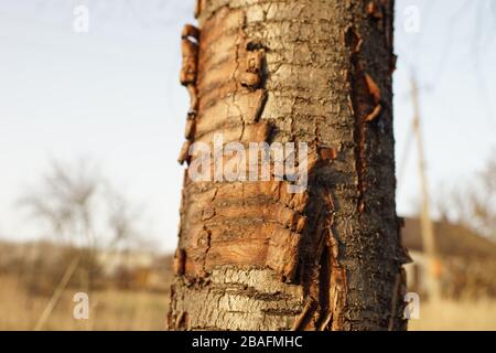 tree trunk sweet cherry tree with scrubbing bark. Stock Photo