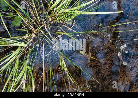 Frogspawn in a local pond Stock Photo