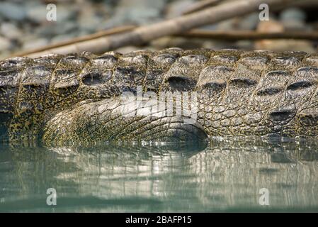 MONTES AZULES NATURAL SANCTUARY, CHIAPAS / MEXICO - MAY 17, 2019. Body of an adult morelet's crocodile (crocodylus moreletii). Lacantun river. Stock Photo