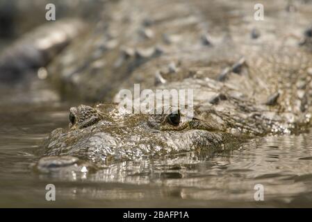 MONTES AZULES NATURAL SANCTUARY, CHIAPAS / MEXICO - MAY 17, 2019. Frontal view of an adult morelet's crocodile (crocodylus moreletii). Lacantun river. Stock Photo