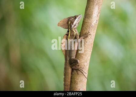 MONTES AZULES NATURAL SANCTUARY, CHIAPAS / MEXICO - MAY 15, 2019. Basiliscus vittatus, resting by the shore of the Lacantun river. Stock Photo