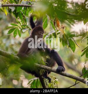 MONTES AZULES NATURAL SANCTUARY, CHIAPAS / MEXICO - MAY 15, 2019. Black handed spider monkeys (Ateles geoffroyi). Mother and baby on a afternoon. Stock Photo