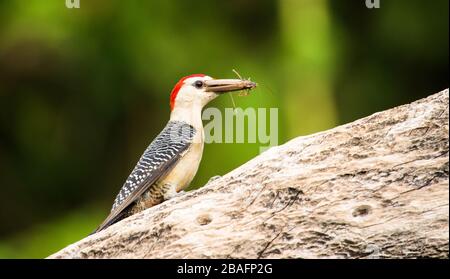 MONTES AZULES NATURAL SANCTUARY, CHIAPAS / MEXICO - MAY 16, 2019. Male golden-fronted woodpecker (melanerpes aurifrons) eating a grasshopper. Stock Photo