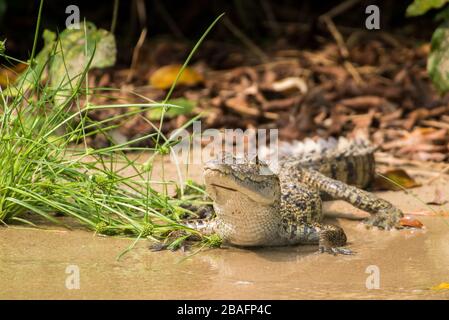 MONTES AZULES NATURAL SANCTUARY, CHIAPAS / MEXICO - MAY 16, 2019. Youth morelet's crocodile (crocodylus moreletii) at the shore of the Lacantun river. Stock Photo