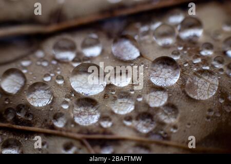 Brown leaf laying on the ground covered with raindrops Stock Photo