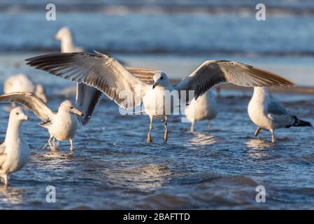 Large flock of seagulls wading in shallow ocean water part as larger bird descends with wide wing span. Stock Photo