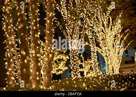 Trees in the park decorated with christmas lights Stock Photo