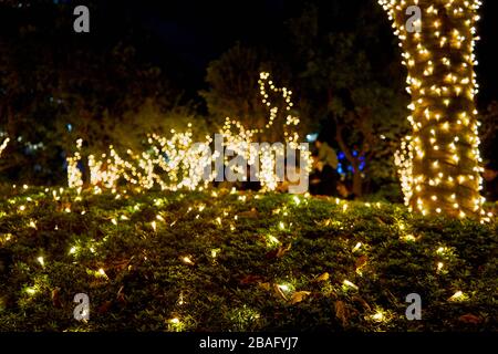 Trees decorated with christmas lights Stock Photo