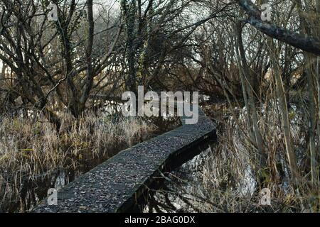 A wooden boardwalk/ pathway running through the trees of a wetlands nature reserve in Magor, an SSSI near the Severn Estuary Stock Photo